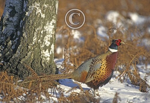 Cock Pheasant in the Snow 4